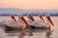 英雄联盟总决赛赛程-吉达烽火夜，西班牙斗牛士与沙漠王子的终极缠斗—记F1赛季转折点之战