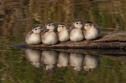 英雄联盟总决赛-沙漠雄鹰掀翻强敌陷落，巴雷拉暴走打爆钢铁防线