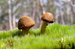 英雄联盟总决赛2025-铁血活塞的节奏艺术，当休斯敦的火焰遇上拉梅洛·鲍尔的西决审判夜