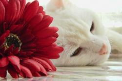 英雄联盟总决赛赛程-篮坛平行宇宙，辽宁队化身黑马淘汰公牛，乔治西决超神封神一战