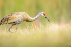 LOL决赛-冰火淬炼终成钢，马克西压哨之舞熄灭森林狼逆袭烈焰