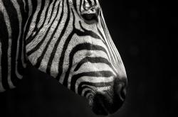 LOL赛事-黄喜灿存在感拉满，毕尔巴鄂对阵玻利维亚的跨洲友谊赛焦点