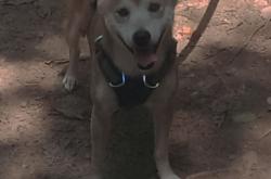 英雄联盟总决赛直播-绝境逆袭！火箭终场翻盘黄蜂，武切维奇沉默后的致命一击