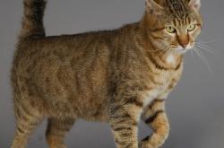 英雄联盟总决赛2025-橙衣刺客，拉什福德终场绝杀，荷兰奇迹逆转阿根廷