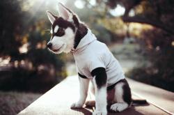 LOL赛事-双面战神，从浙江猛龙到霍勒迪时刻