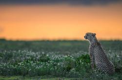 英雄联盟总决赛2025-当辽宁队遇上猛龙，哈登的跨洋绝杀证明篮球只有一个真理