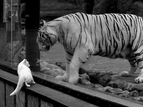 篮球宇宙的平行共振，当掘金死战辽宁，浓眉于奥运战场接管星河