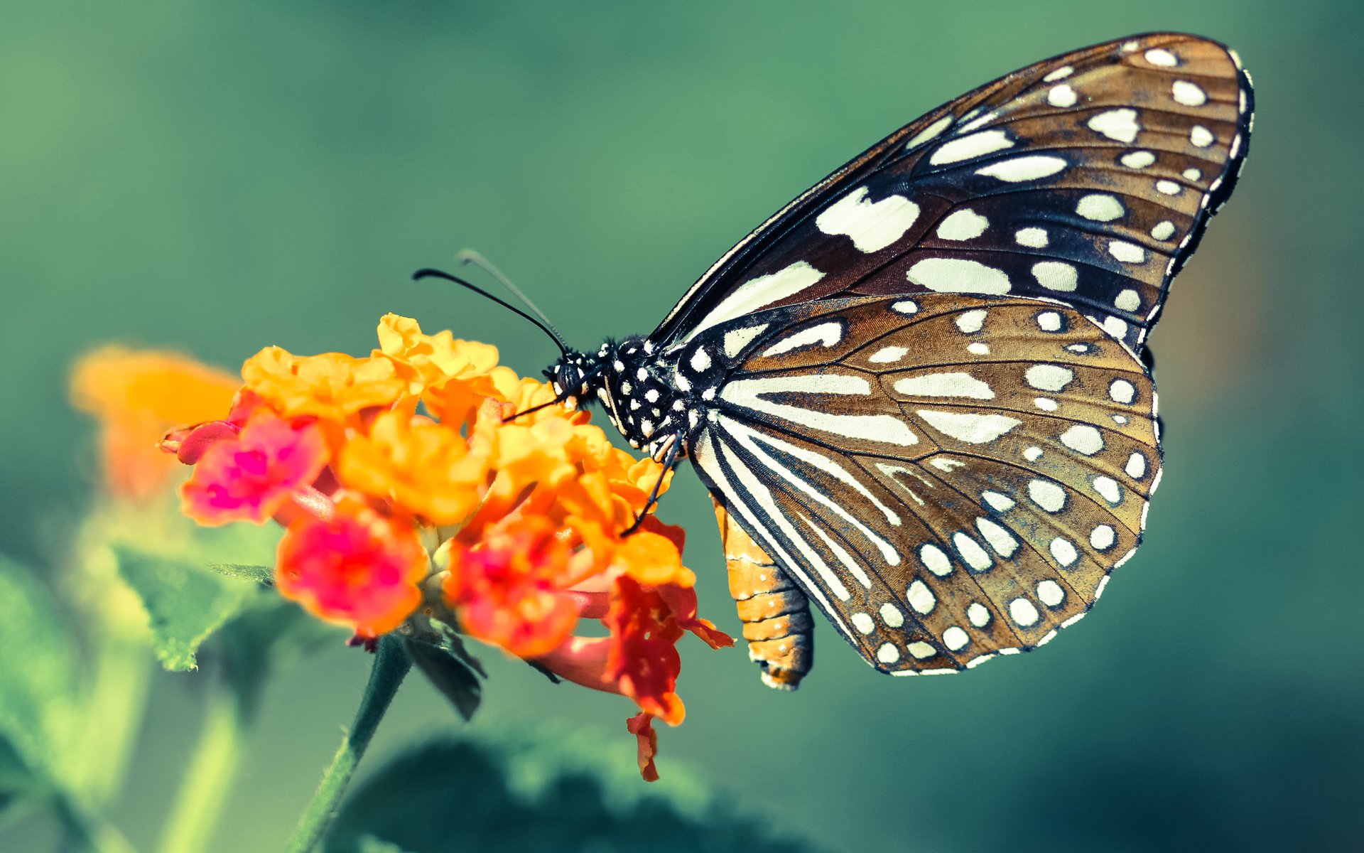 逆转引擎！北京队险胜广厦关键战，杰伦·格林用攻防转换诠释现代篮球核心