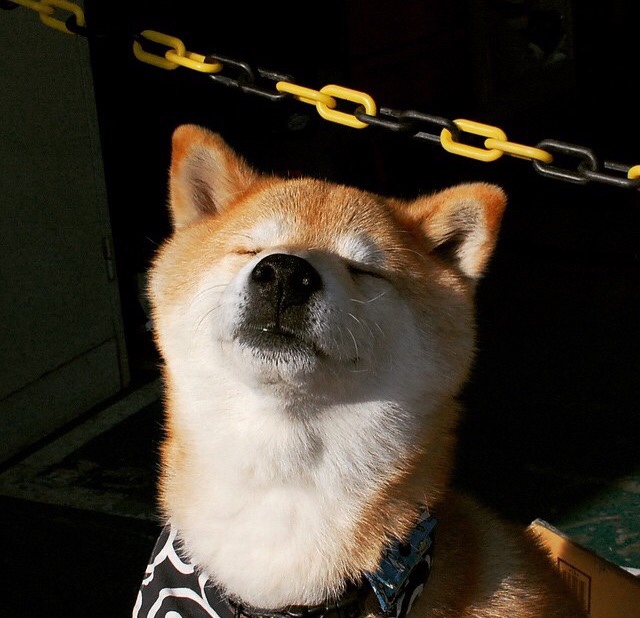 指挥家的节拍，哈利伯顿带动山西队奏响团队胜利交响曲