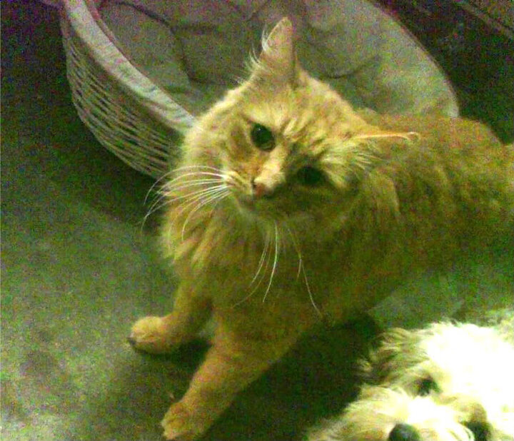 跨界风暴,F1新赛季揭幕战中的巴拉圭节奏与卡塔尔掌控之战