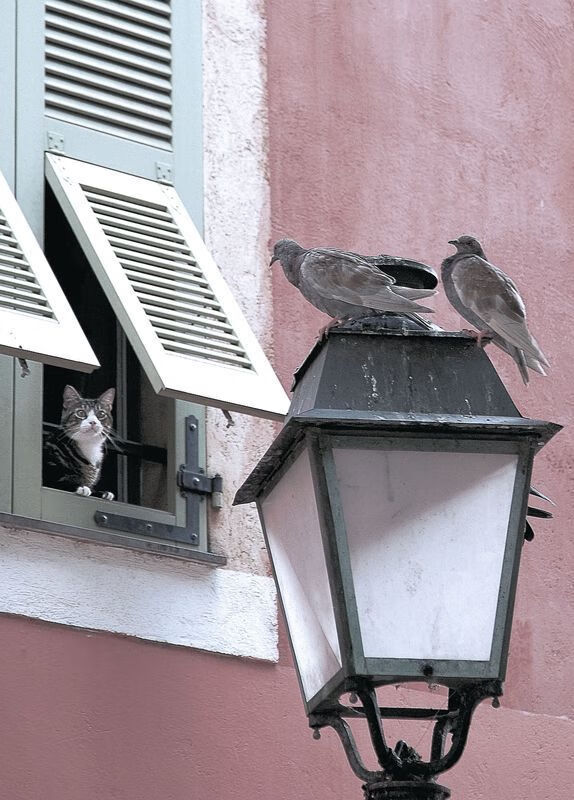 东方破晓，西方封神，篮球的清晨，由两种击溃共同铸就