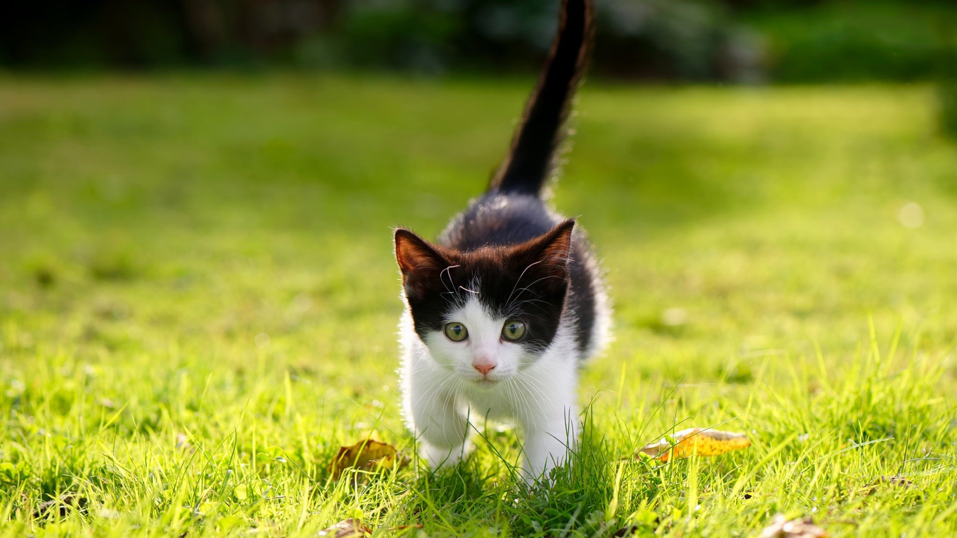 体系堡垒与孤胆英雄，足球世界的双重叙事