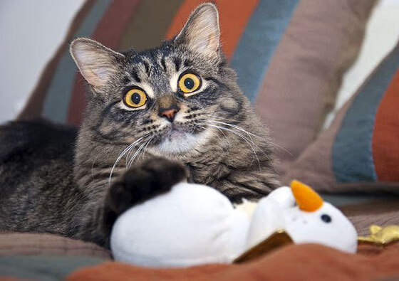 南半球风暴!澳大利亚全明星3-2爆冷皇马,巴尔韦德戴帽难救主