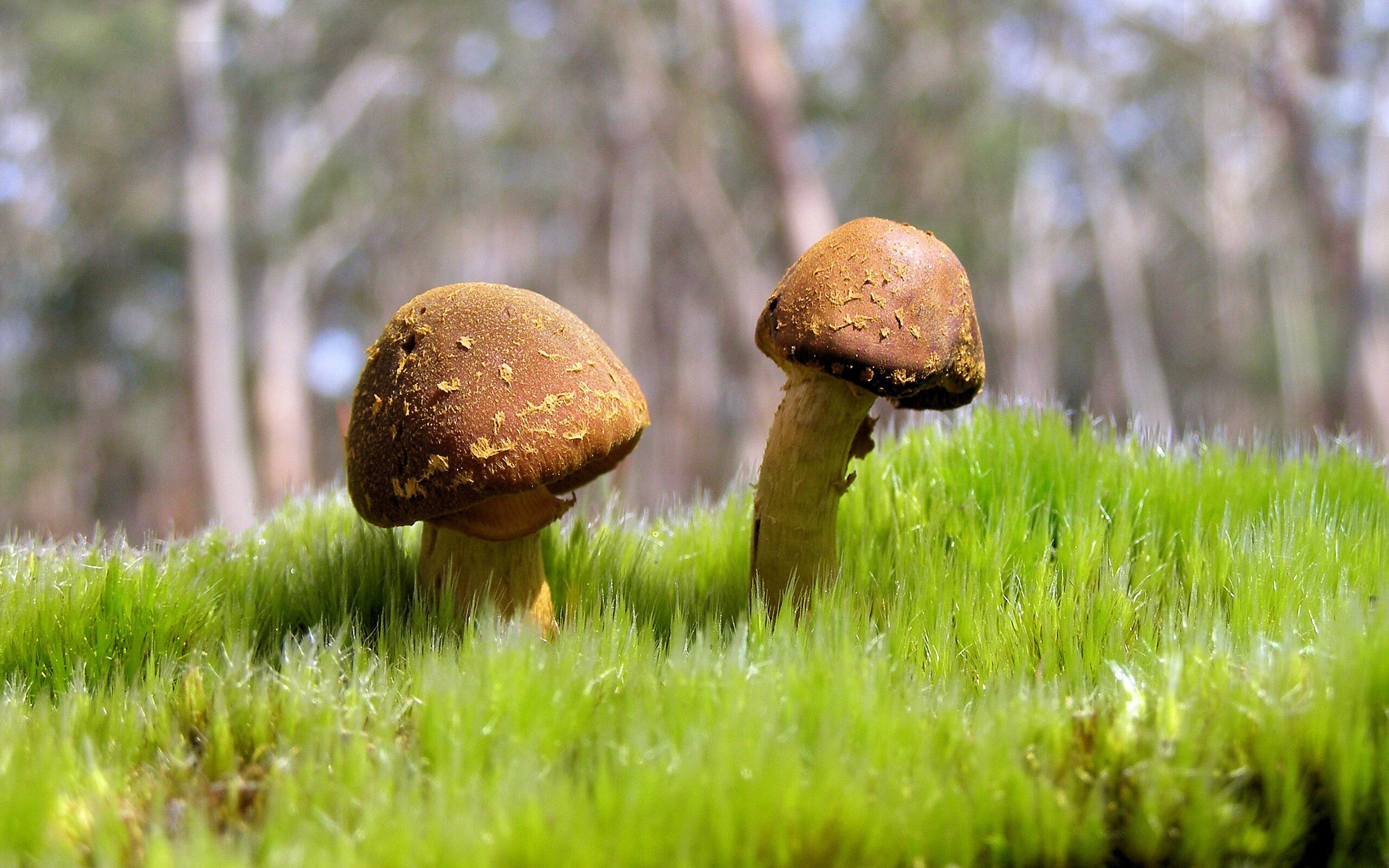 铁血活塞的节奏艺术，当休斯敦的火焰遇上拉梅洛·鲍尔的西决审判夜