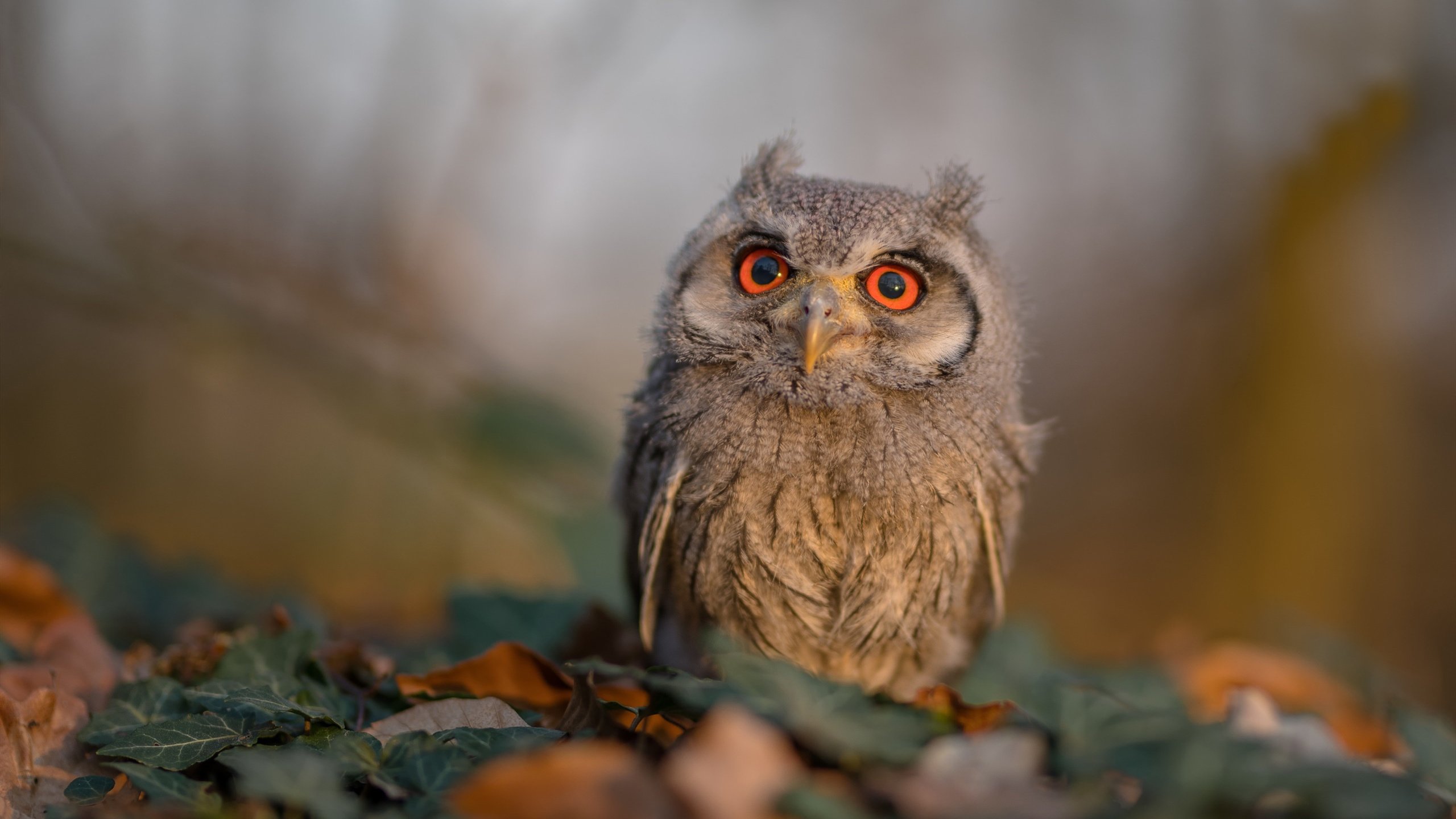淬火的鹰，断角的鹿，宿命齿轮在东决第三战的惊天逆转中开始转动