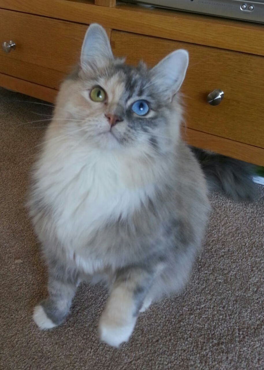 冰岛收割苏格兰的篮球回声—奥纳纳东决外交照会式接管