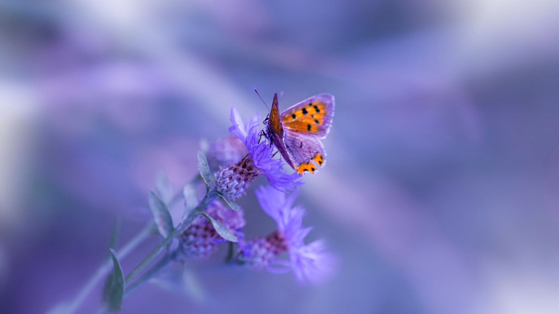 当蓝鹰飞越金斯顿,阿圭罗的方向盘革命