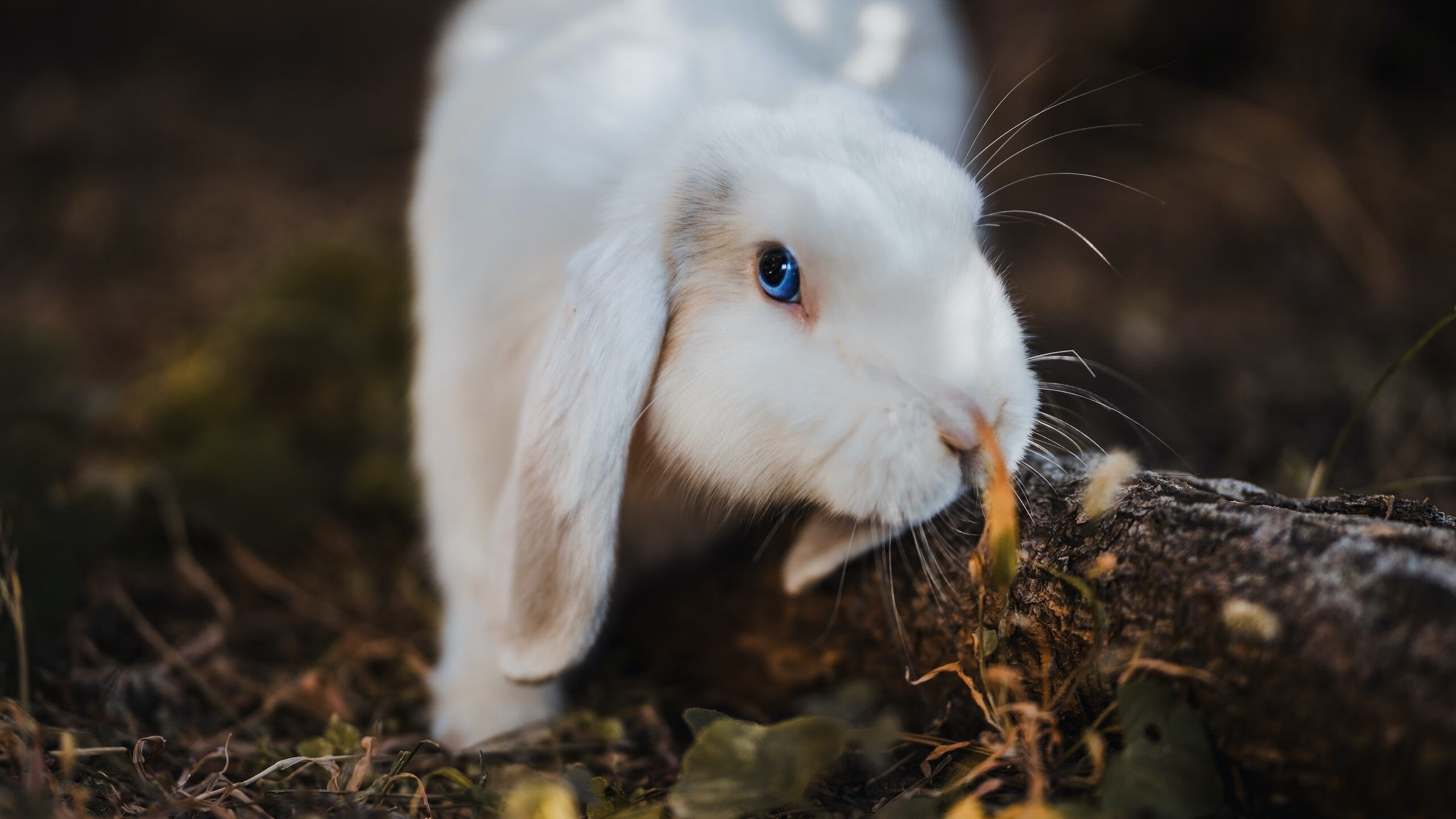 欧冠上演国家德比？突尼斯7分钟惊世三连击，一波带走土耳其！