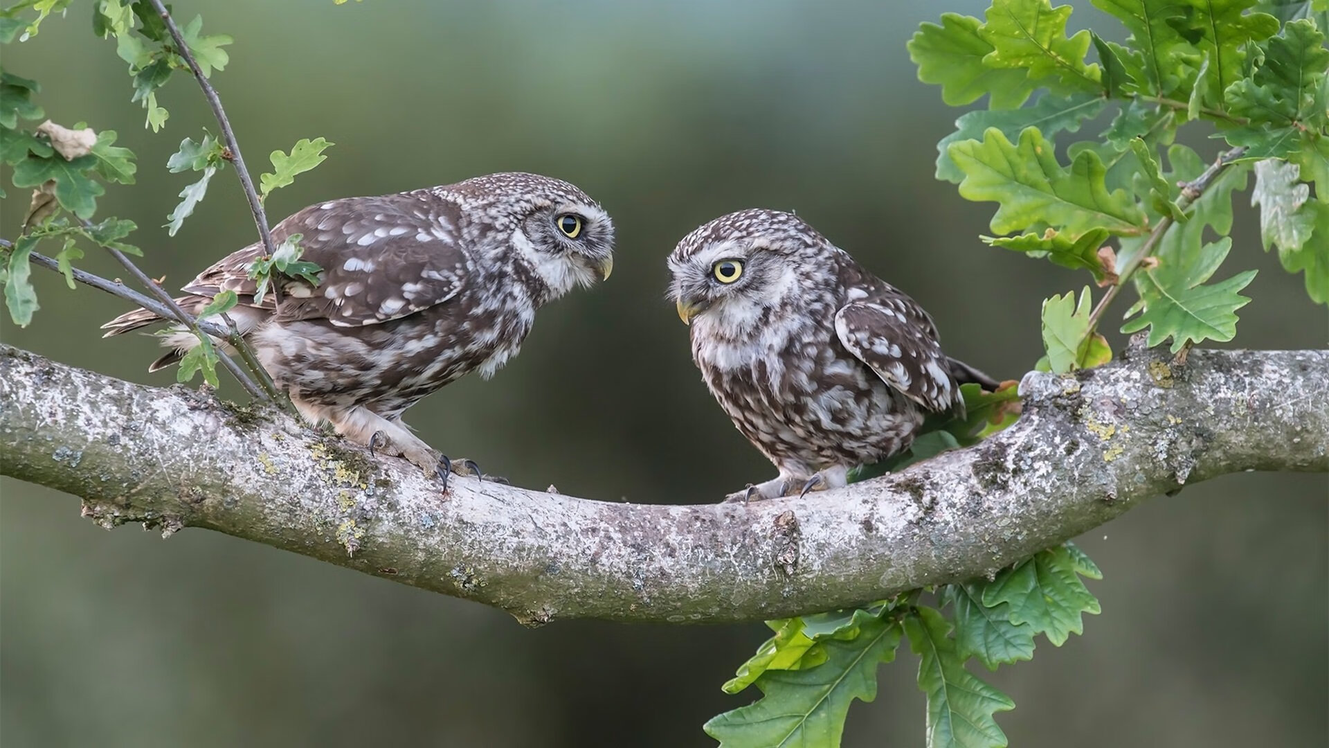 北欧寒冰淬炼德意志战车，当西苏精神遇见硬仗之王楚阿梅尼