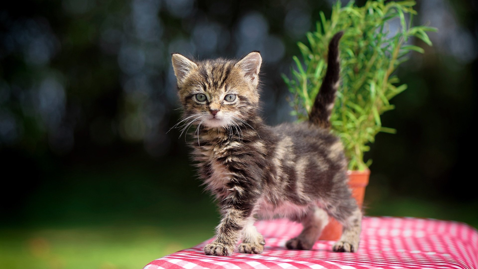 从NBA巨星到FIBA统治者，美加墨世界杯之夜，东契奇用实力完成宣言