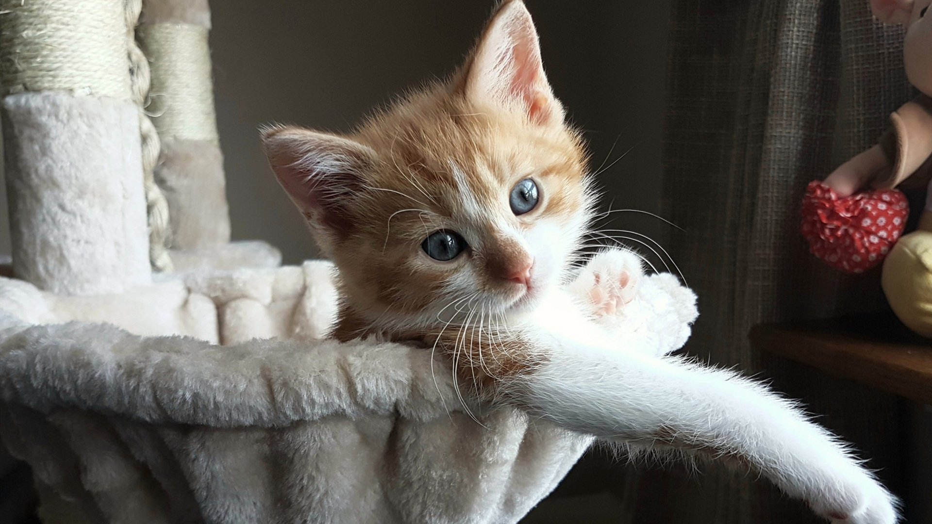 乾坤颠倒,当落日的权杖被羽刃加身