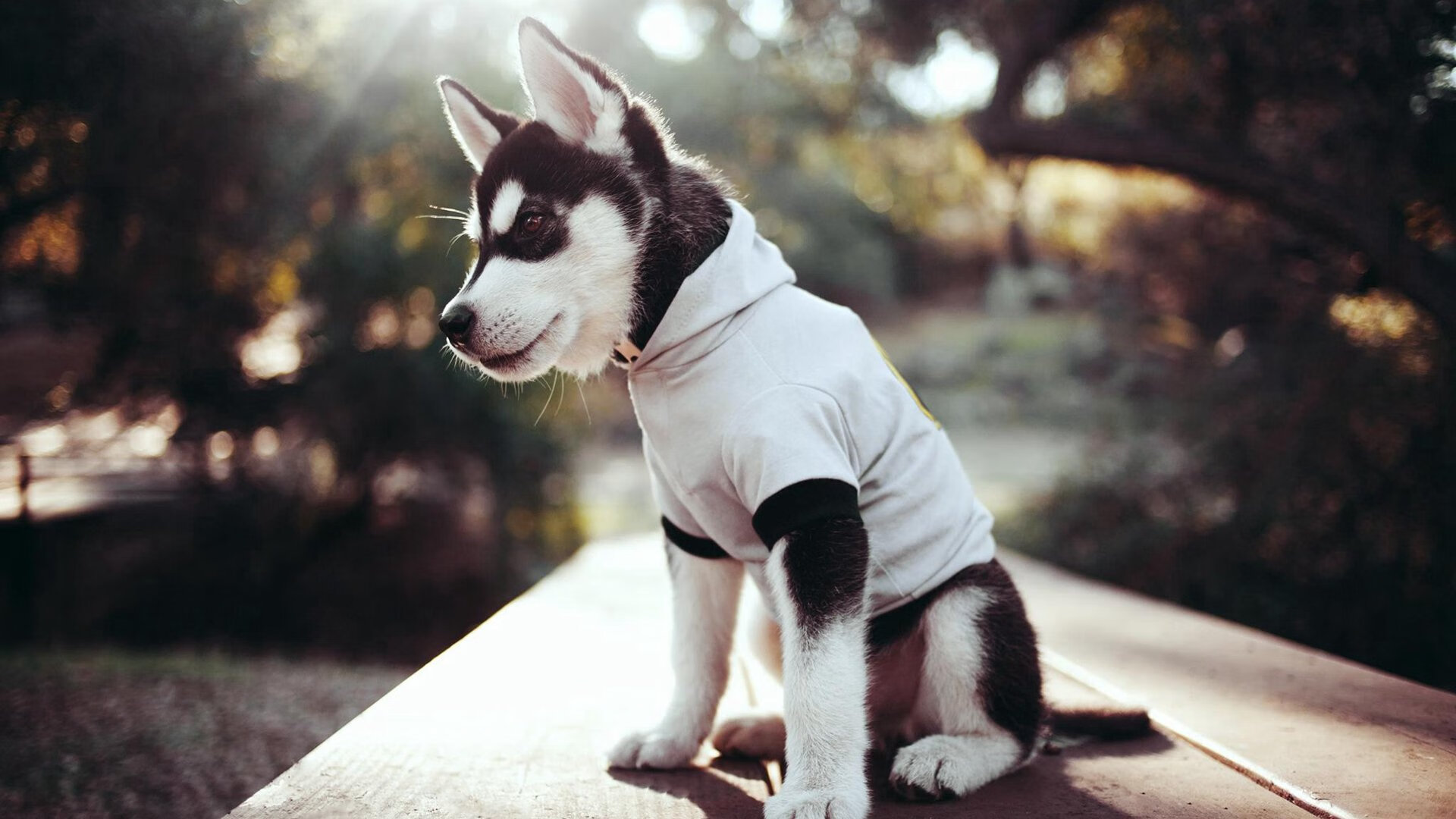 双面战神，从浙江猛龙到霍勒迪时刻