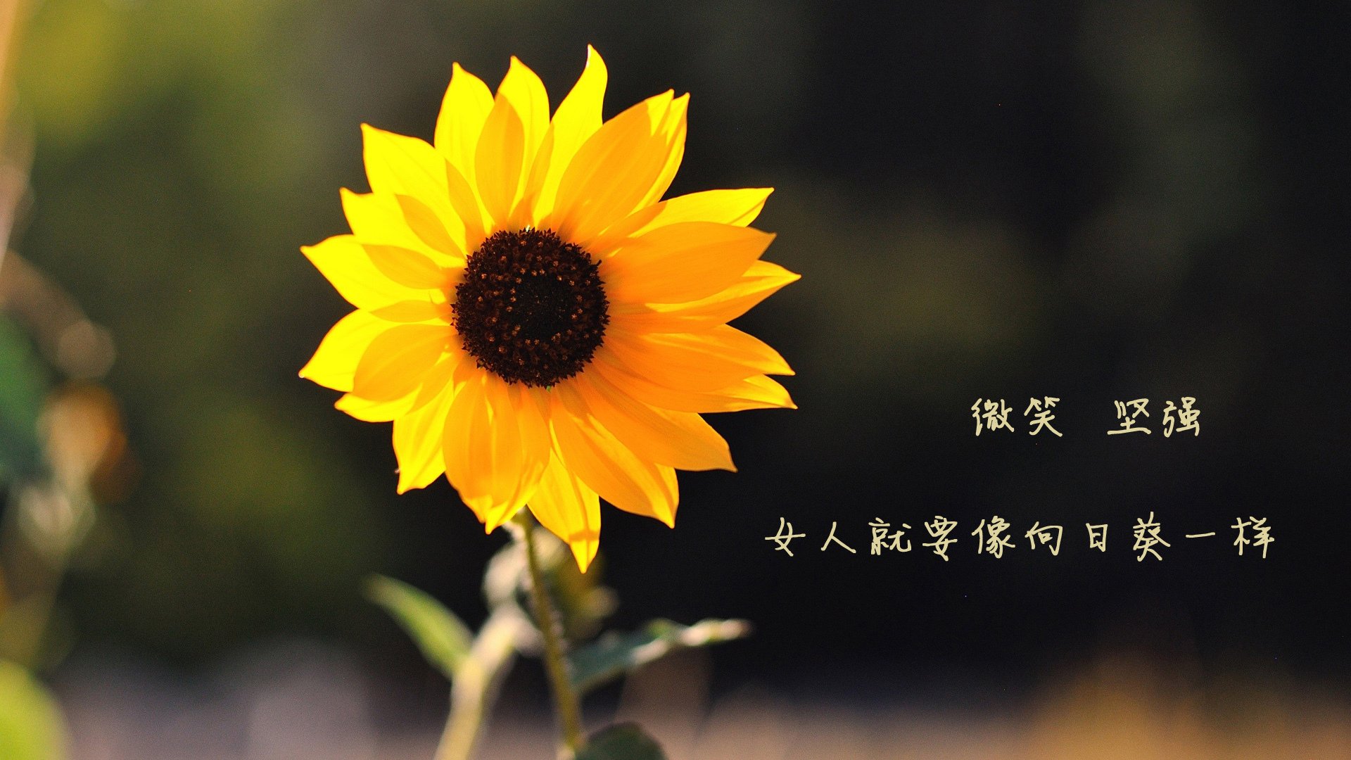 足球场上的时空交错,从热那亚的基耶萨到沙漠中的绿洲