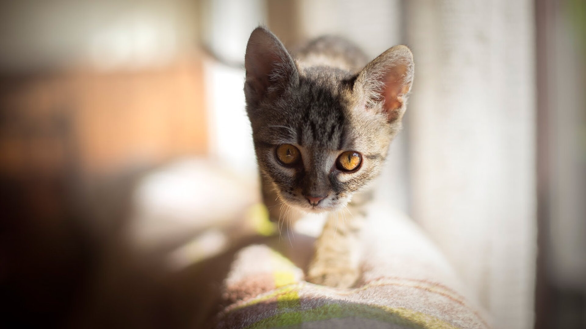 草根逆袭！雷恩历史性击溃卡塔尔，美加墨世界杯引爆最大冷门