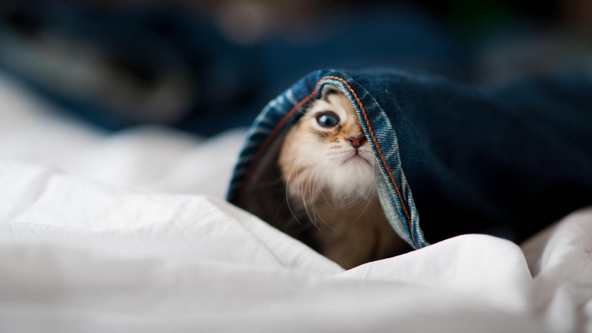 巴斯托尼的决胜风暴，关键节点连续得分铸就新西兰对安哥拉经典之战