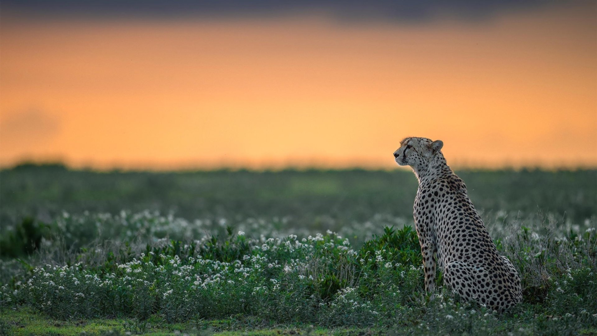 当辽宁队遇上猛龙，哈登的跨洋绝杀证明篮球只有一个真理